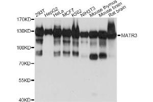 Western blot analysis of extracts of various cell lines, using MATR3 antibody (ABIN6290614) at 1:1000 dilution.