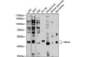 Western blot analysis of extracts of various cell lines, using HRH4 antibody (ABIN6128034, ABIN6141989, ABIN6141990 and ABIN6214303) at 1:1000 dilution. (HRH4 anticorps  (AA 194-304))