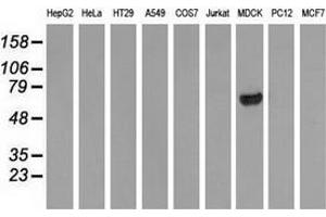 Western blot analysis of extracts (35 µg) from 9 different cell lines by using anti-ARHGAP25 monoclonal antibody. (ARHGAP25 anticorps)