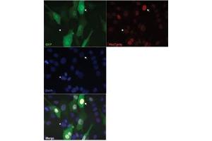 Sample Type :  C2C12