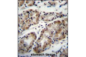 TAF8 Antibody (Center) (ABIN657320 and ABIN2846395) immunohistochemistry analysis in formalin fixed and paraffin embedded human stomach tissue followed by peroxidase conjugation of the secondary antibody and DAB staining.