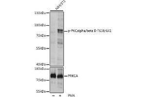 Western blot analysis of extracts of NIH/3T3 cells, using Phospho-PKCalpha/beta II-T638/641 pAb (ABIN3019760, ABIN3019761, ABIN3019762, ABIN1681948 and ABIN1681949) at 1:1000 dilution or PRKCA antibody (ABIN6128461, ABIN6146197, ABIN6146198 and ABIN6217299). (PRKCA/PRKCB (pThr638), (pThr641) anticorps)