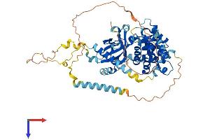 AlphaFold protein structure predicition of Mouse Recombinant Caps2 Protein, UniprotID Q8BUG5
