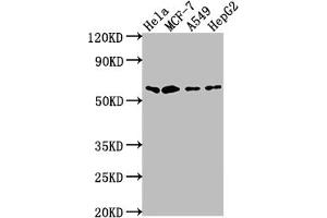 Western Blot Positive WB detected in: Hela whole cell lysate, MCF-7 whole cell lysate, A549 whole cell lysate, HepG2 whole cell lysate All lanes: SOX10 antibody at 1:2000 Secondary Goat polyclonal to rabbit IgG at 1/50000 dilution Predicted band size: 50, 32 kDa Observed band size: 60 kDa (Recombinant SOX1 anticorps)