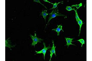 Immunofluorescent analysis of MCF-7 cells using ABIN7166739 at dilution of 1:100 and Alexa Fluor 488-congugated AffiniPure Goat Anti-Rabbit IgG(H+L)
