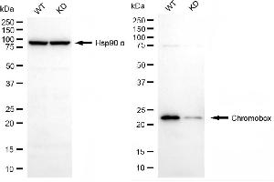 Western blotting analysis using chromobox antibody (ABIN7800917). (Recombinant Chromobox anticorps)