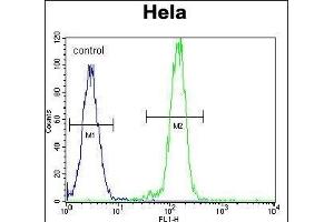 B-RAF Antibody (Center) (ABIN392246 and ABIN2841936) flow cytometric analysis of Hela cells (right histogram) compared to a negative control cell (left histogram). (SNRPE anticorps  (AA 424-453))