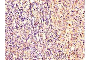 IHC image of ABIN7152369 diluted at 1:300 and staining in paraffin-embedded human tonsil tissue performed on a Leica BondTM system.