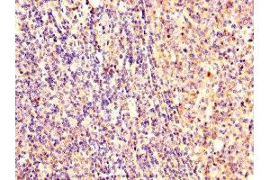 IHC image of ABIN7152369 diluted at 1:300 and staining in paraffin-embedded human tonsil tissue performed on a Leica BondTM system.