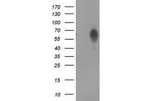 Western Blotting (WB) image for anti-Bestrophin 3 (BEST3) antibody (ABIN1501731) (Bestrophin 3 anticorps)
