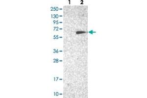 Western blot analysis of Lane 1: Negative control (vector only transfected HEK293T lysate), Lane 2: Over-expression Lysate (Co-expressed with a C-terminal myc-DDK tag (~3. (TC2N anticorps)