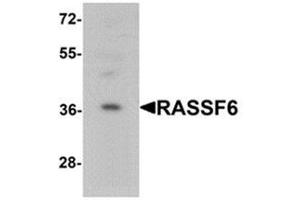 Western blot analysis of RASSF6 in 293 cell lysate with RASSF6 Antibody  at 1 ug/mL. (RASSF6 anticorps  (Middle Region))