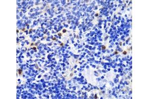 Immunohistochemistry of paraffin-embedded Mouse spleen using ANXA1 Polyclonal Antibody at dilution of 1:100 (40x lens). (Annexin a1 anticorps)