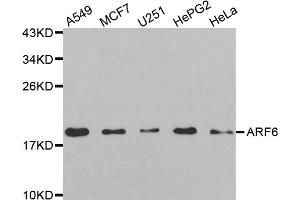 Western blot analysis of extracts of various cell lines, using ARF6 antibody (ABIN5971617) at 1:250 dilution. (ARF6 anticorps)