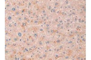 IHC-P analysis of Human Liver Tissue, with DAB staining. (MME anticorps  (AA 382-538))