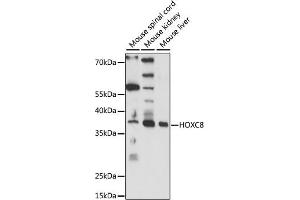 Western blot analysis of extracts of various cell lines, using HOXC8 antibody (ABIN7267773) at 1:1000 dilution.