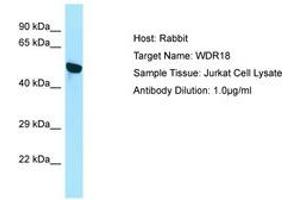 Image no. 1 for anti-WD Repeat Domain 18 (WDR18) (N-Term) antibody (ABIN6750081) (WDR18 anticorps  (N-Term))
