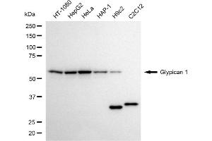 anti-Glypican 1 (GPC1) antibody
