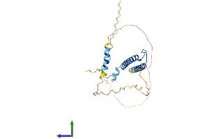 AlphaFold protein structure predicition of Mouse Recombinant Myf6 Protein, UniprotID P15375