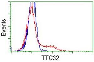HEK293T cells transfected with either RC209334 overexpress plasmid (Red) or empty vector control plasmid (Blue) were immunostained by anti-TTC32 antibody (ABIN2453736), and then analyzed by flow cytometry. (TTC32 anticorps)