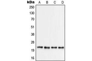 Western blot analysis of RPS9 expression in Jurkat (A), HEK293 (B), HeLa (C), NIH3T3 (D) whole cell lysates. (RPS9 anticorps  (Center))