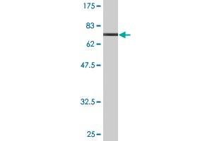 Western Blot detection against Immunogen (70.