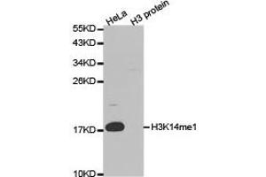 Western blot analysis of extracts of HeLa and H3 protein, using H3K14me1 antibody. (Histone 3 anticorps  (H3K14me))