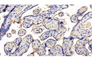 Detection of LIFR in Human Placenta Tissue using Polyclonal Antibody to Leukemia Inhibitory Factor Receptor (LIFR) (LIFR anticorps  (AA 692-833))