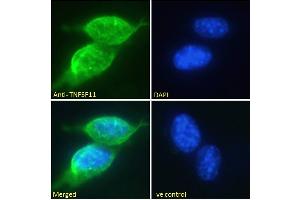ABIN6391341 Immunofluorescence analysis of paraformaldehyde fixed NIH3T3 cells, permeabilized with 0. (RANKL anticorps  (Internal Region))