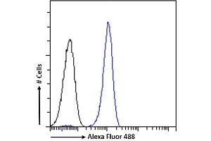(ABIN571249) Flow cytometric analysis of paraformaldehyde fixed Jurkat cells (blue line), permeabilized with 0. (Septin 4 anticorps  (AA 33-44))
