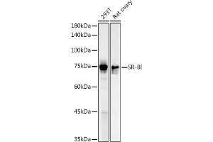 Western blot analysis of extracts of various cell lines, using SR-BI antibody (ABIN3022185, ABIN3022186, ABIN1513498 and ABIN6218655) at 1:1000 dilution. (SCARB1 anticorps  (AA 1-100))