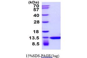 SDS-PAGE (SDS) image for Thioredoxin (TXN) protein (ABIN666852) (TXN Protéine)