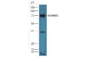 Raji lysate probed with Rabbit Anti-ADAM23 Polyclonal Antibody (ABIN758846) at 1:300 overnight in 4 °C. (Adam23 anticorps  (AA 551-650))