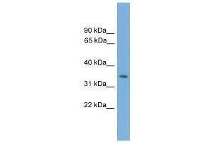 WB Suggested Anti-Nkx3-2 Antibody Titration:  0. (NKX3-2 anticorps  (Middle Region))