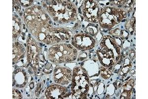 Immunohistochemical staining of paraffin-embedded pancreas tissue using anti-RC201933 mouse monoclonal antibody. (PIM2 anticorps)