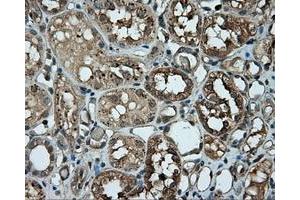Immunohistochemical staining of paraffin-embedded pancreas tissue using anti-RC201933 mouse monoclonal antibody. (PIM2 anticorps)