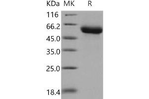 Western Blotting (WB) image for GDNF Family Receptor alpha 1 (GFRA1) (Active) protein (His tag) (ABIN7320387)