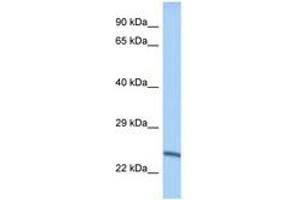 Image no. 1 for anti-Methyltransferase Like 10 (METTL10) (AA 151-200) antibody (ABIN6748082) (METTL10 anticorps  (AA 151-200))
