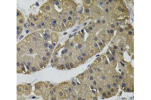 Immunohistochemistry of paraffin-embedded Human stomach using IL33 Polyclonal Antibody (IL-33 anticorps)