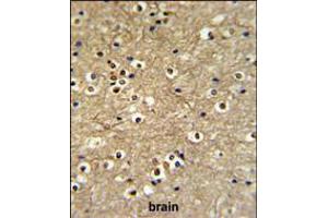 ETS2 Antibody IHC analysis in formalin fixed and paraffin embedded brain tissue followed by peroxidase conjugation of the secondary antibody and DAB staining. (ETS2 anticorps  (AA 146-173))