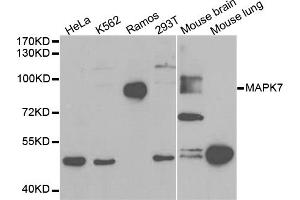 Western blot analysis of extracts of various cell lines, using MAPK7 antibody (ABIN5971137) at 1/1000 dilution. (MAPK7 anticorps)