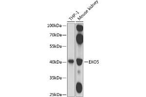 Western blot analysis of extracts of various cell lines, using EXO5 antibody (ABIN6133316, ABIN6140359, ABIN6140360 and ABIN6224594) at 1:1000 dilution. (EXO5 anticorps  (AA 1-373))