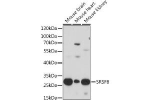 Western blot analysis of extracts of various cell lines, using SRSF8 Rabbit pAb (ABIN7270218) at 1:1000 dilution. (SFRS2B anticorps  (AA 1-100))