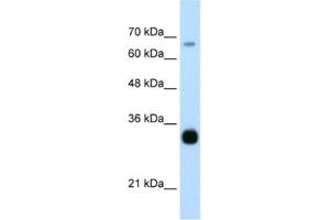Western Blotting (WB) image for anti-THO Complex 3 (THOC3) antibody (ABIN2462316) (THO Complex 3 anticorps)