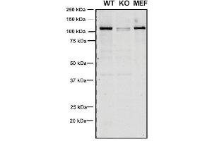 Western Blot analysis of Human, Mouse A549, MEF showing detection of VPS35 protein using Mouse Anti-VPS35 Monoclonal Antibody, Clone 8A3 (ABIN6932957). (VPS35 anticorps  (Atto 390))
