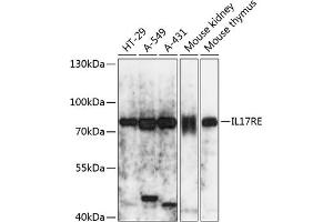 Western blot analysis of extracts of various cell lines, using IL17RE antibody (ABIN7267990) at 1:3000 dilution. (IL17RE anticorps  (AA 24-260))