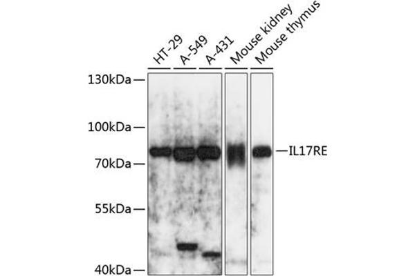 IL17RE 抗体  (AA 24-260)