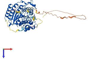 AlphaFold protein structure predicition of Mouse Recombinant Hdac2 Protein, UniprotID P70288