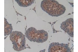 Detection of SIRT2 in Rat Testis Tissue using Polyclonal Antibody to Sirtuin 2 (SIRT2)