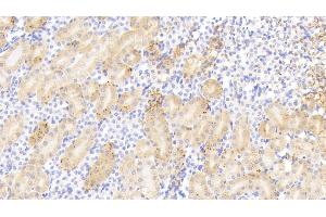 Detection of HSP10 in Mouse Kidney Tissue using Polyclonal Antibody to Heat Shock 10 kDa Protein 1 (HSP10) (HSPE1 anticorps  (AA 2-102))